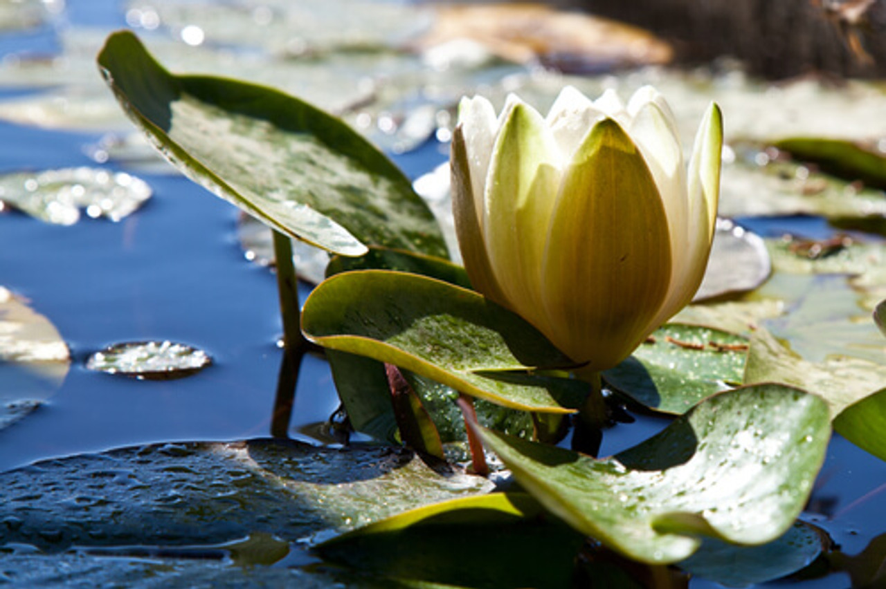 Need To Balance Your Ecosystem Pond?