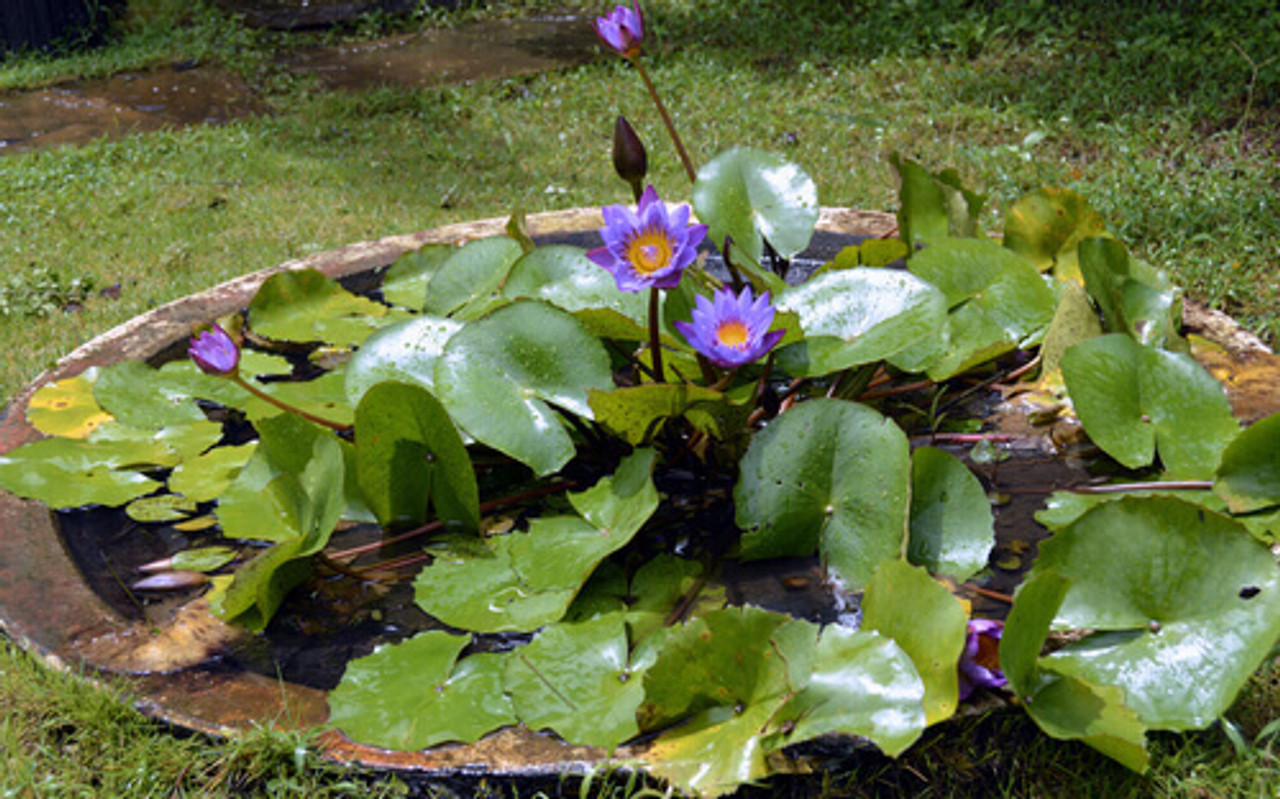 Fancy Water Lilies In Your Pond?