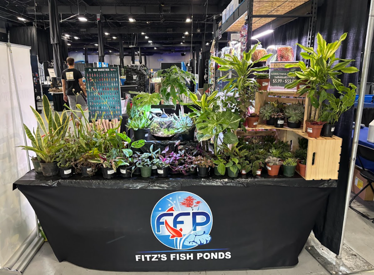 Fitz’s Fish Ponds at Aquashella 2025: A Celebration of Aquatic Passion