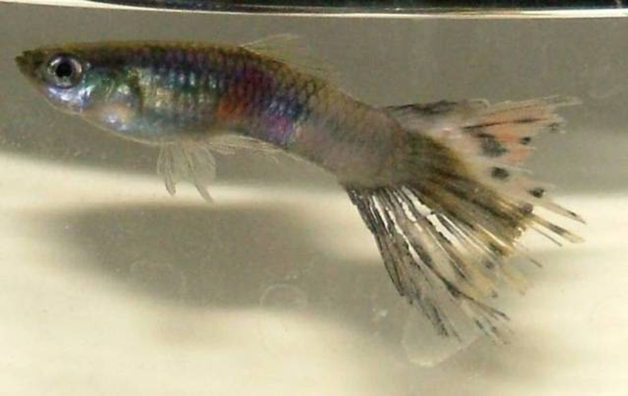 Fish Disease Spotlight: Finrot