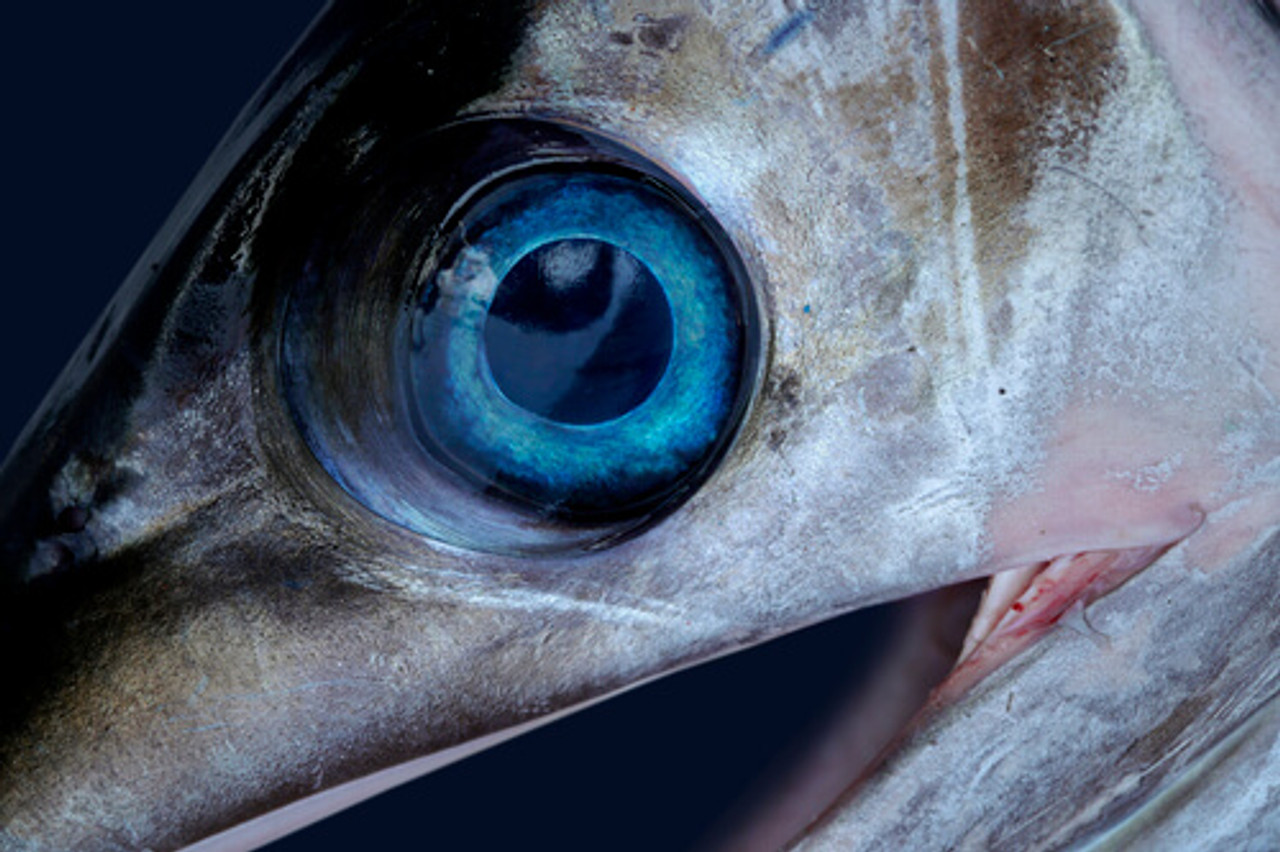 Fish Disease Spotlight: Cloudy Eyes