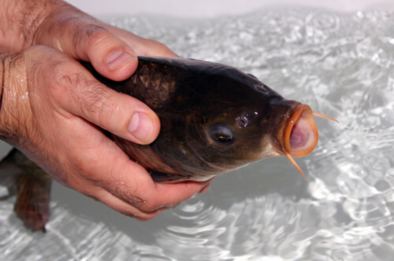 Fish Disease Spotlight: Gill Disease