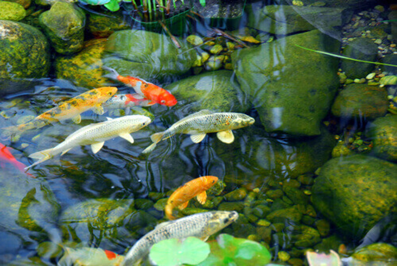 Getting To Know Kohaku Koi Fish