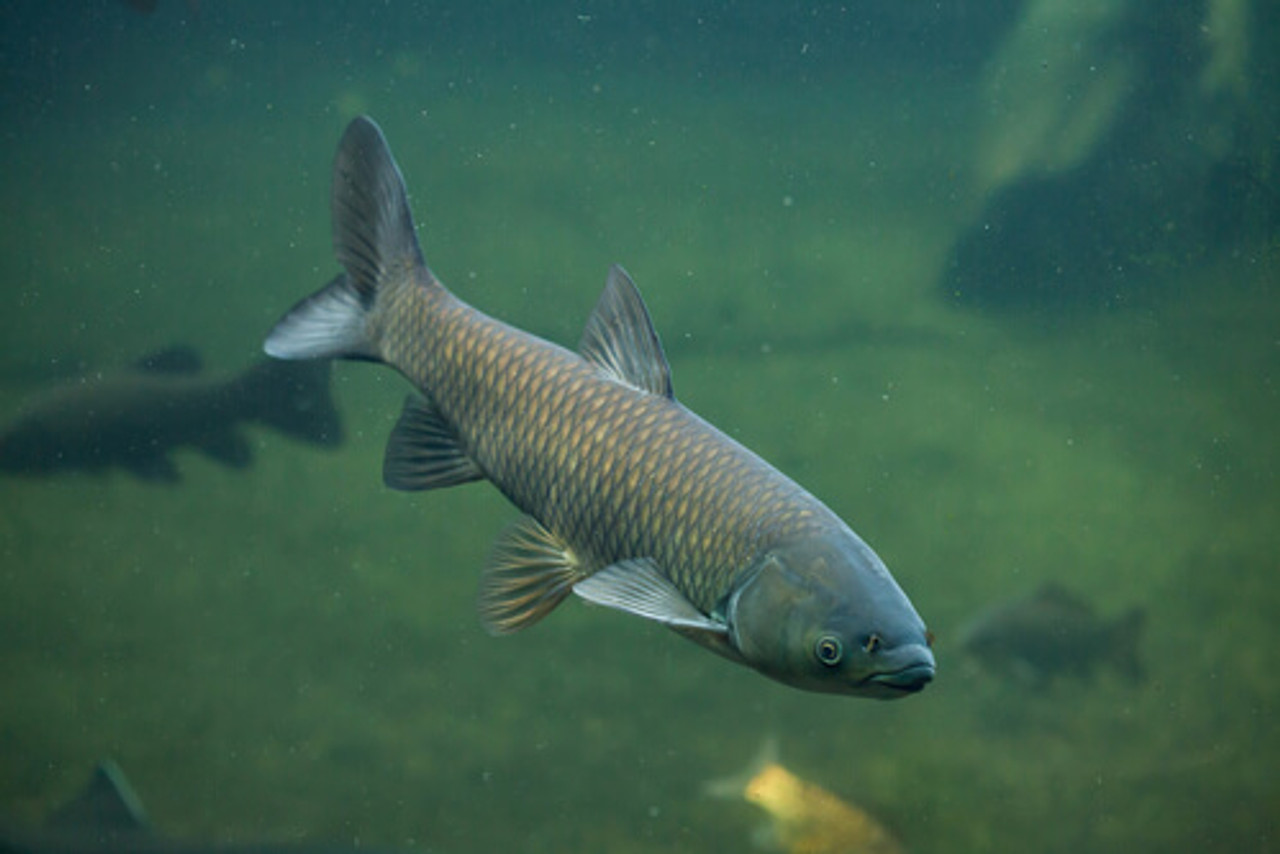 Should You Get Grass Carp For Your Pond?