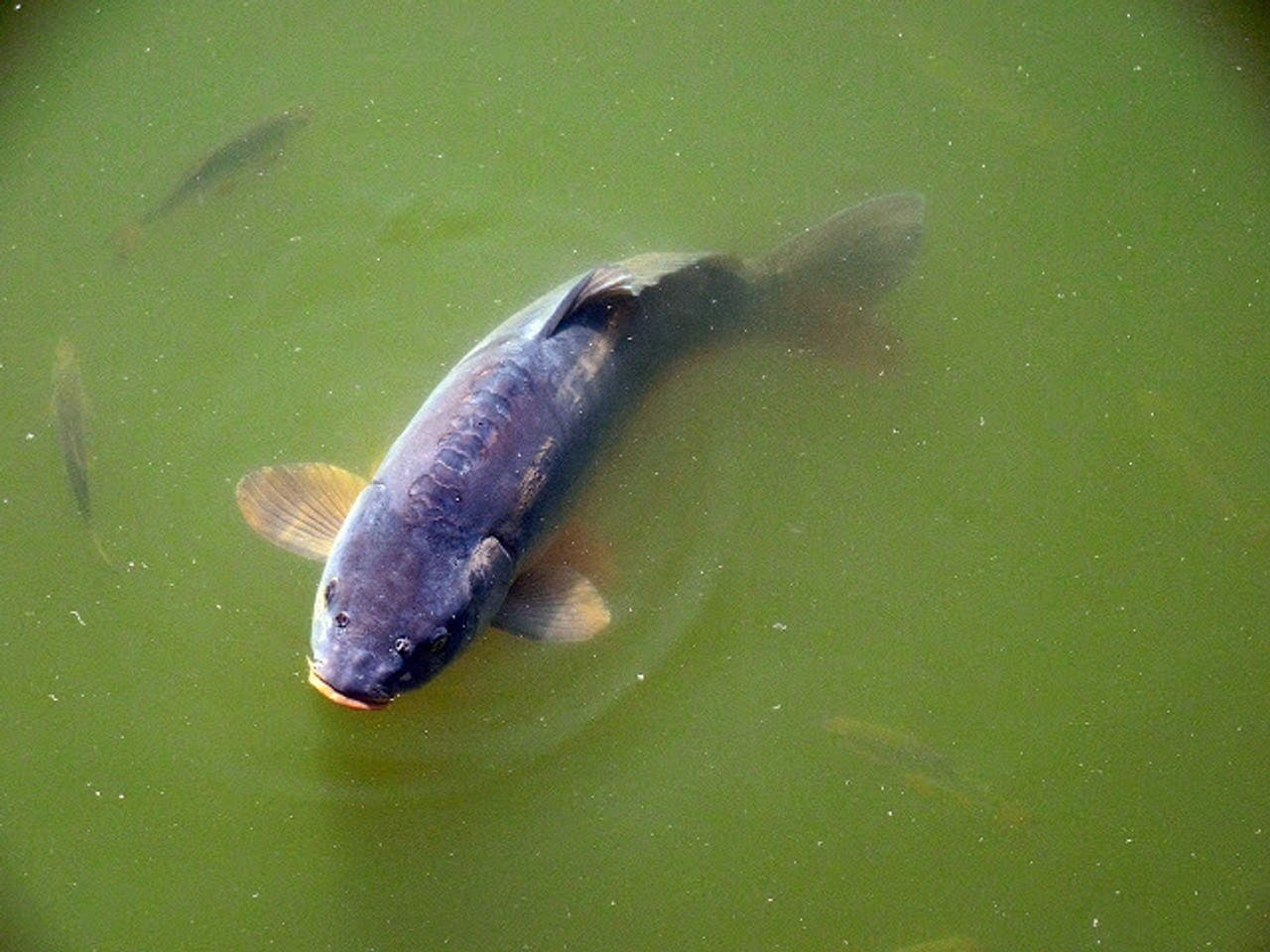 Keeping Green Pond Water At Bay