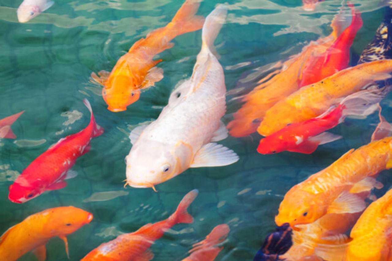 How Big Will Your Koi Fish Grow?