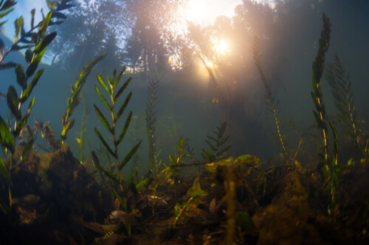 How To Keep Pond Weeds Under Control