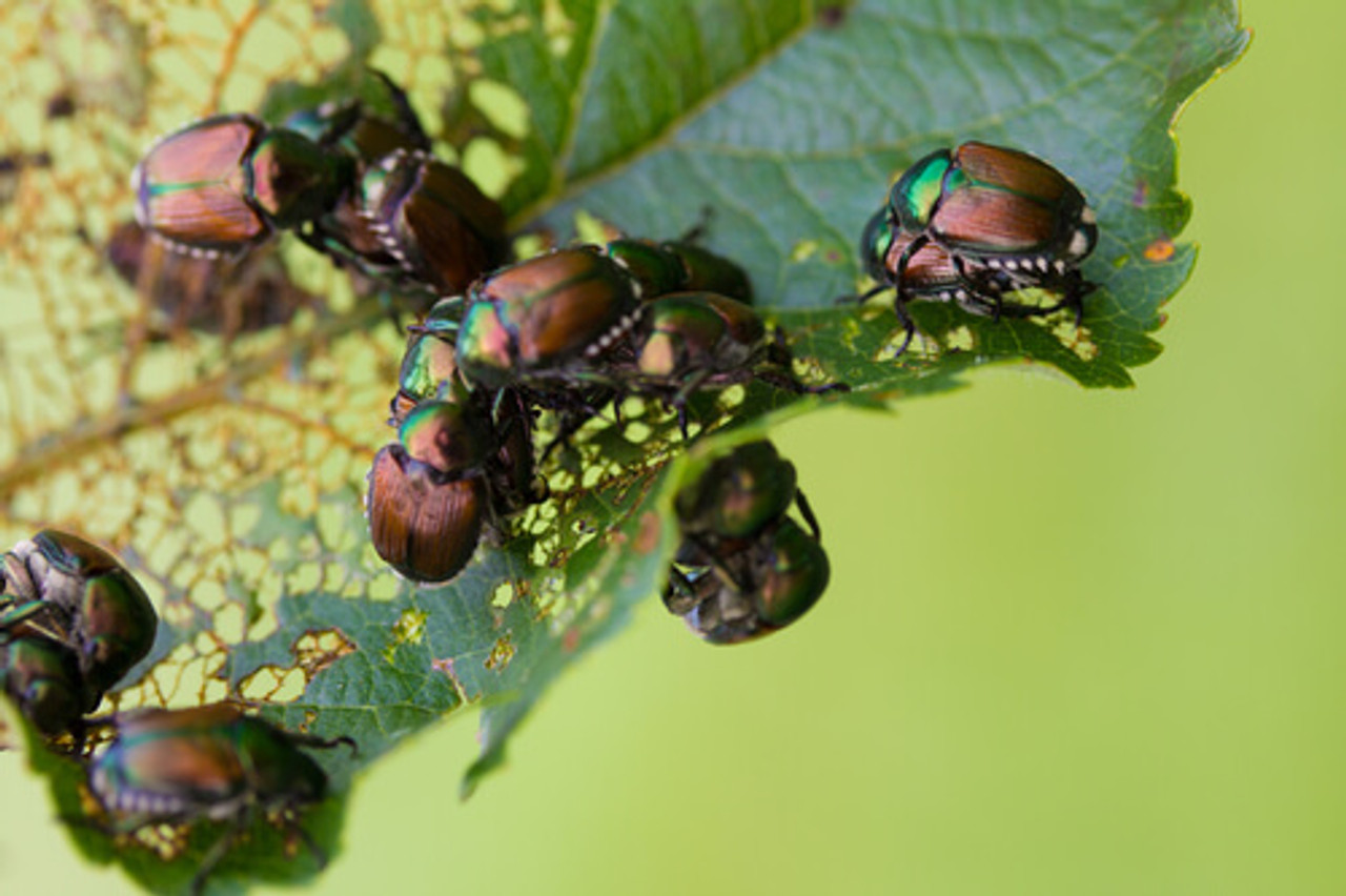 How To Prevent Japanese Beetles From Damaging Your Pond