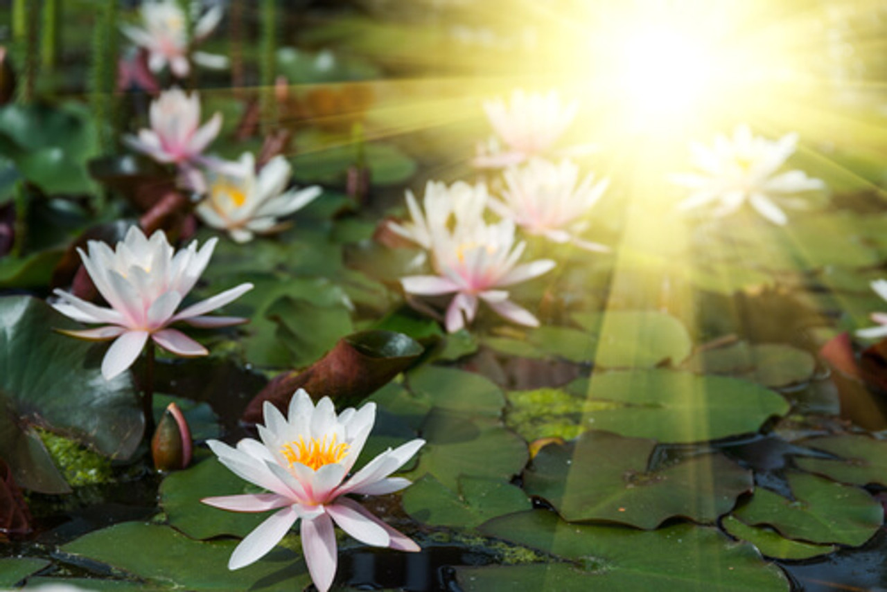 How To Take Care Of Aquatic Plants