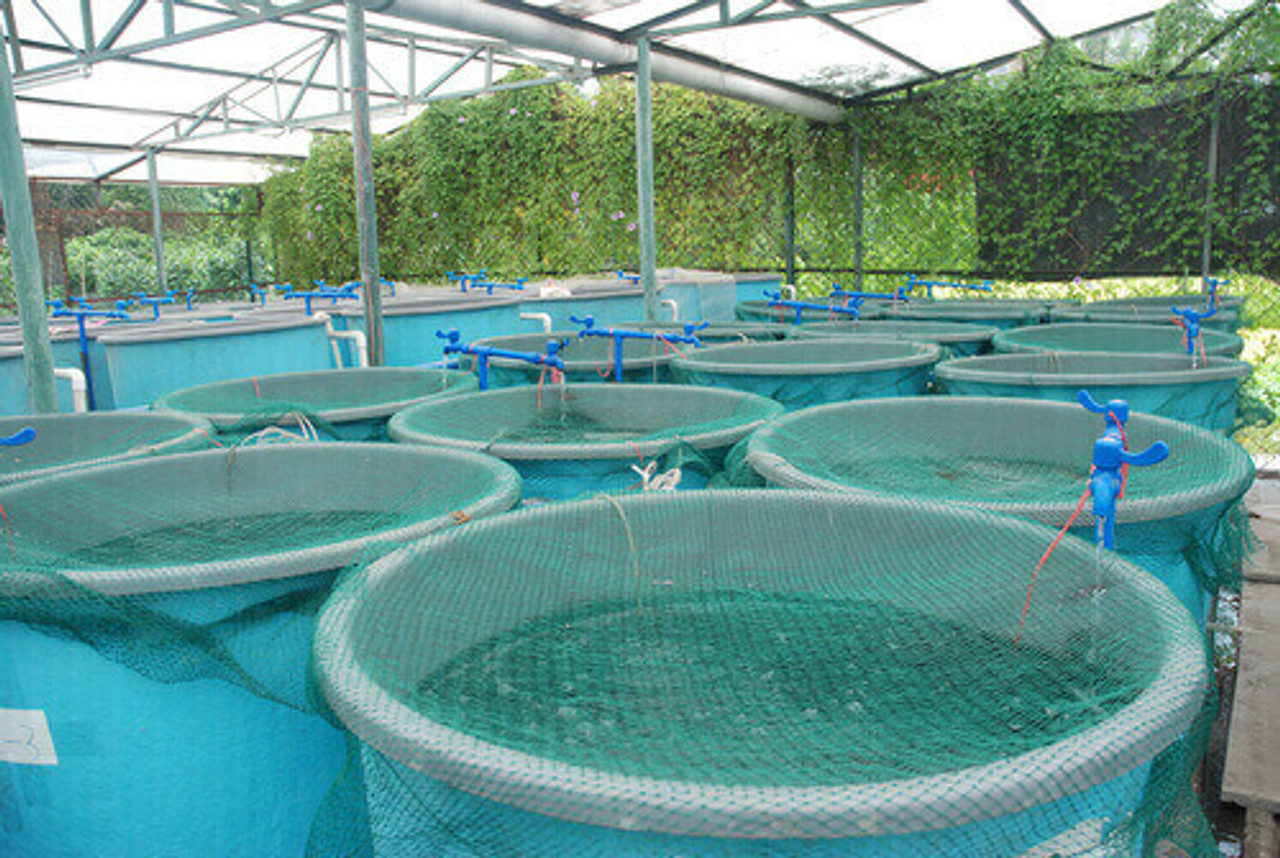 How To Use Your Pond For Aquaculture