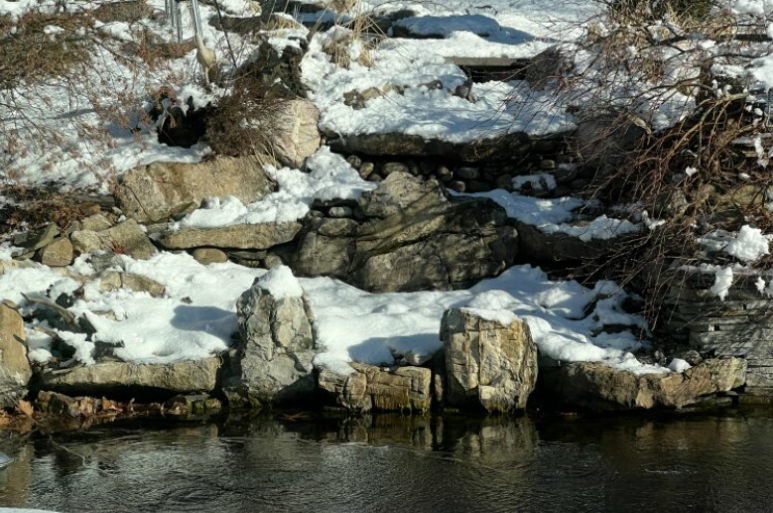 How to Winterize a Koi Pond: A Complete Cold-Weather Survival Guide