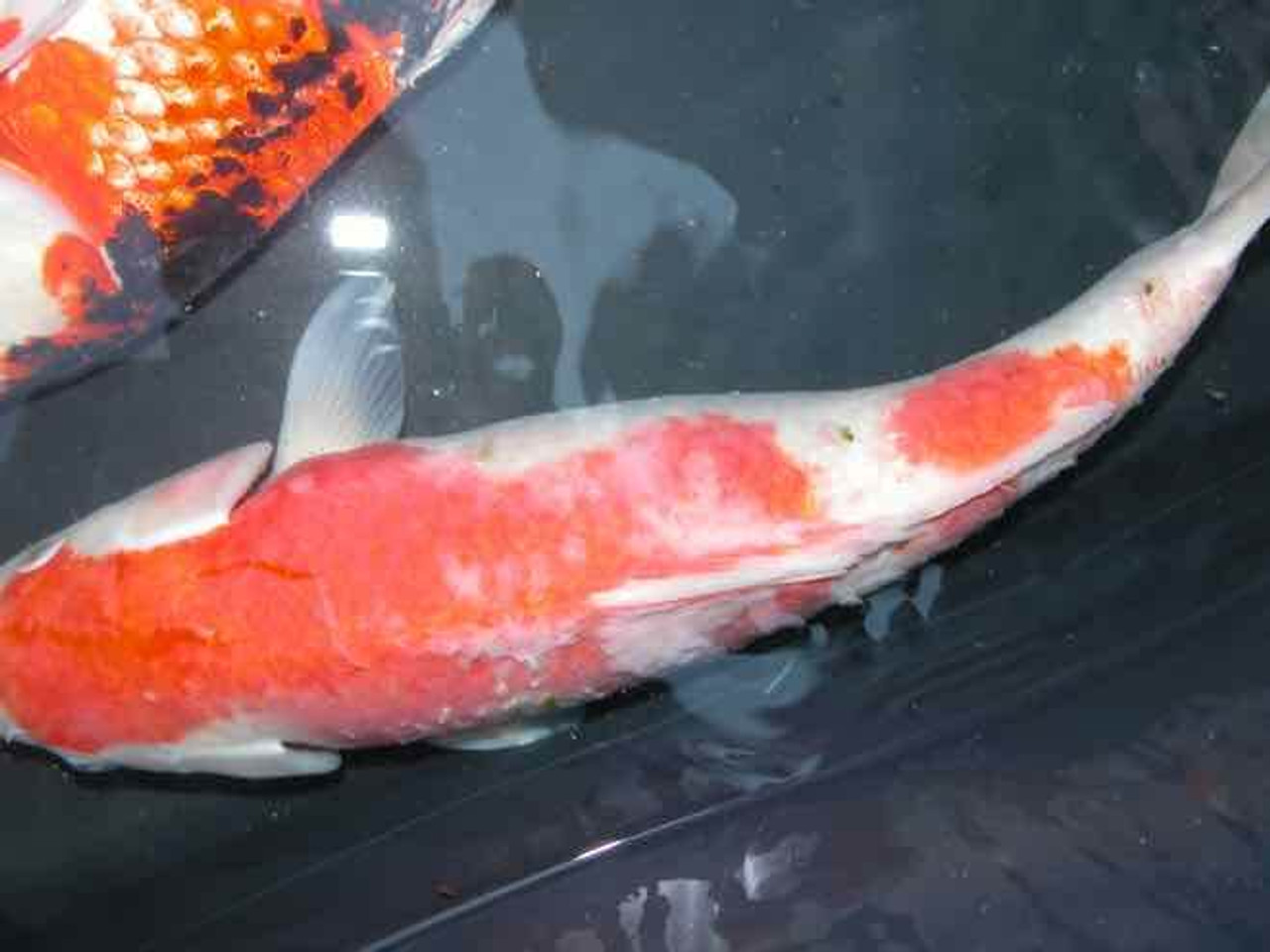 Fish Disease Spotlight: Ichthyobodo