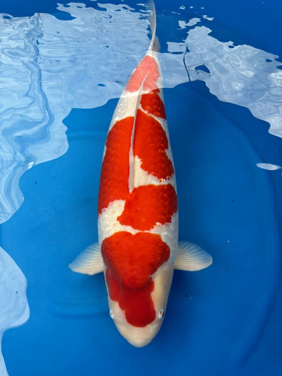 ANOTHER SUCCESSFUL KOI TRIP TO JAPAN FOR THE 54TH ALL JAPAN KOI SHOW!