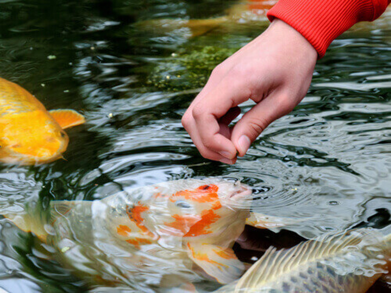 Introducing Koi To Your Pond During Fall