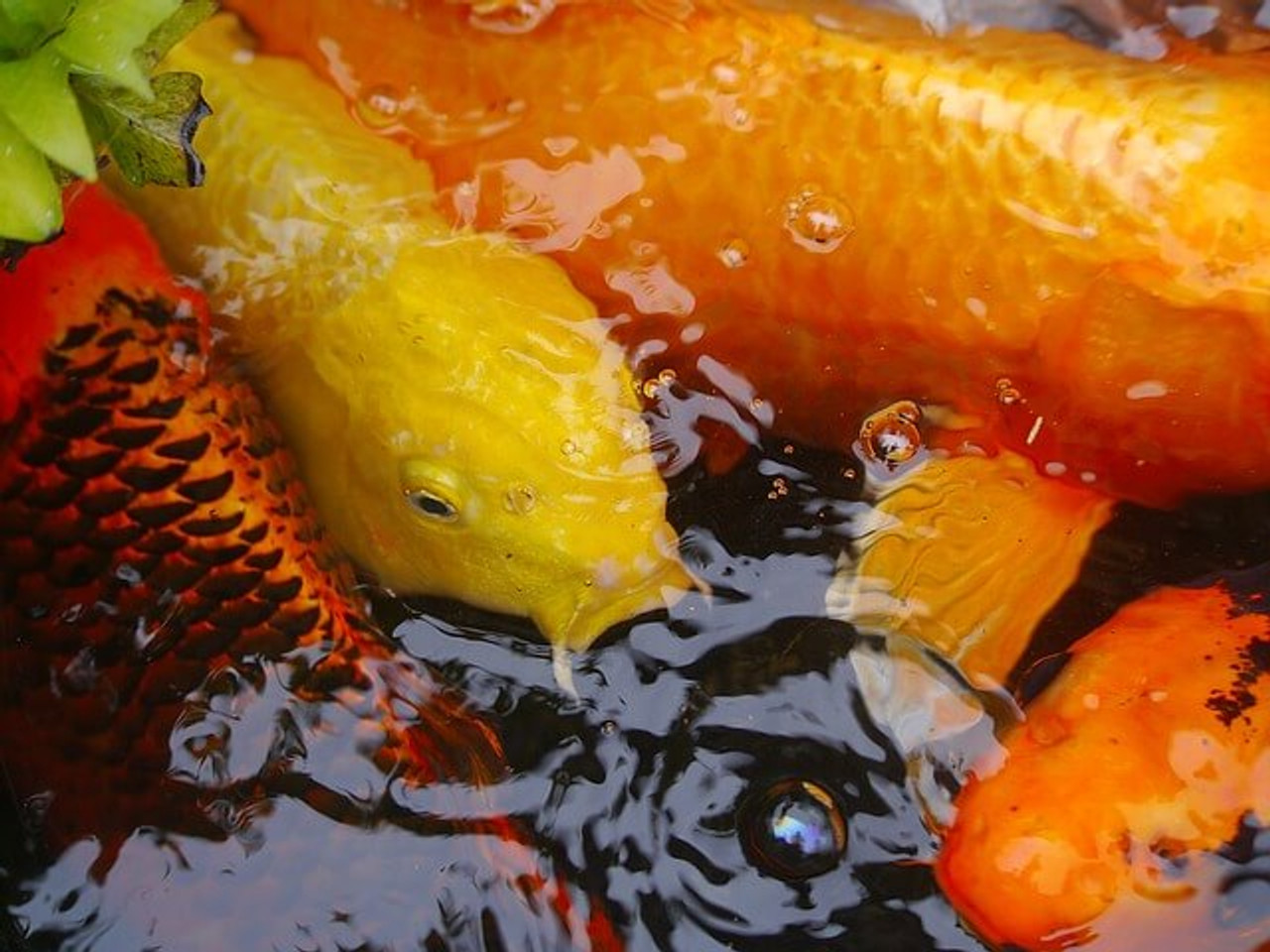 How Big Can Koi Carps Grow?