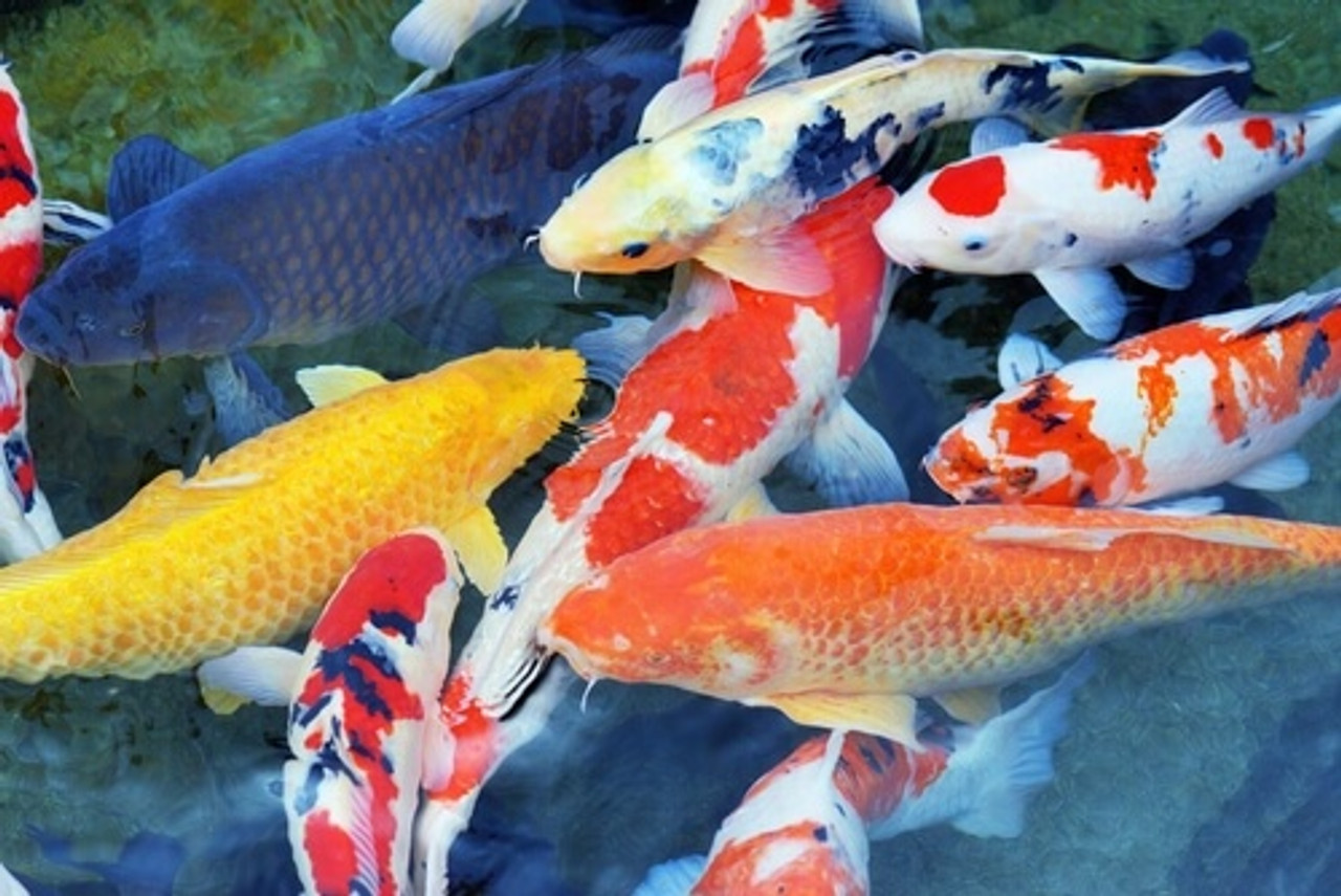 Common Koi Diseases To Watch Out For