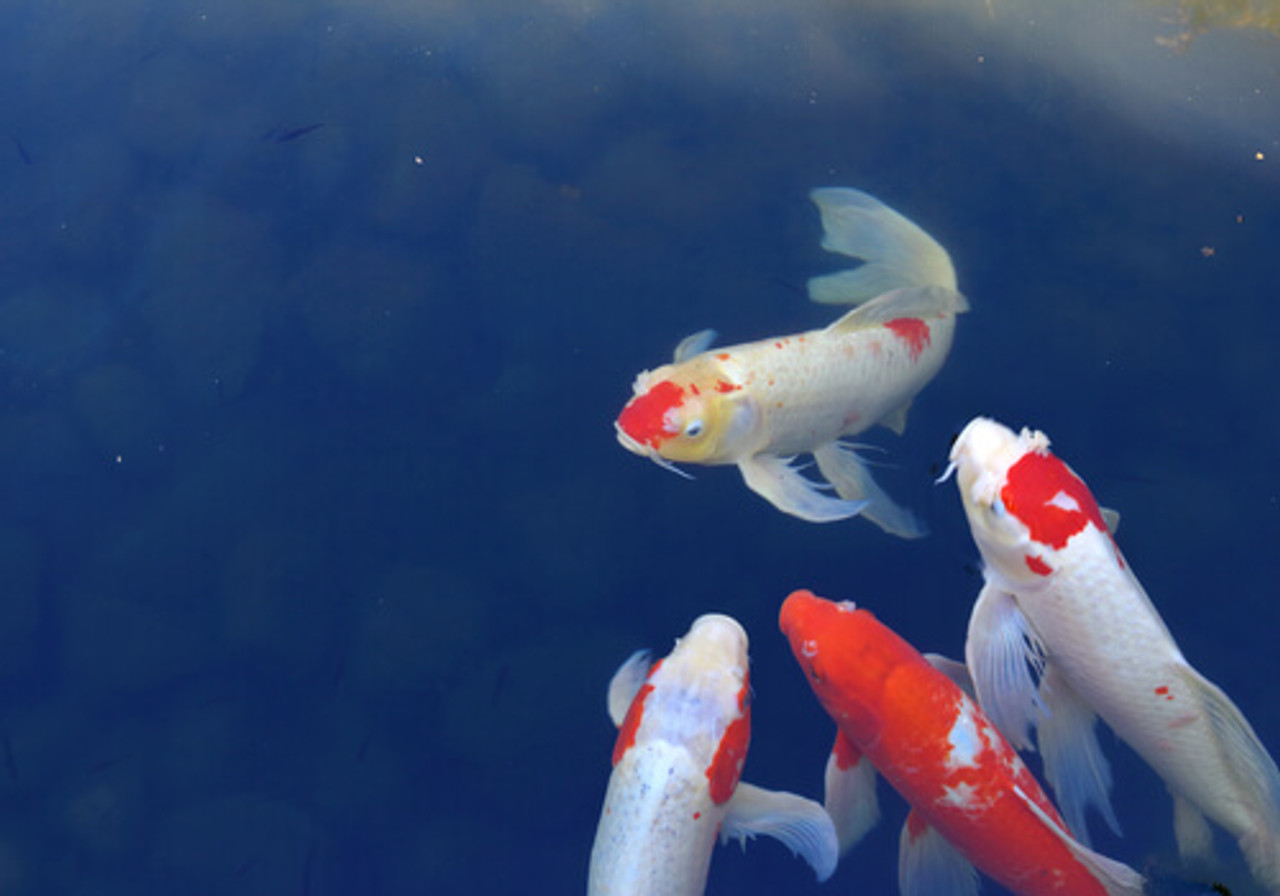 Koi Fish Care Mistakes That You Should Avoid