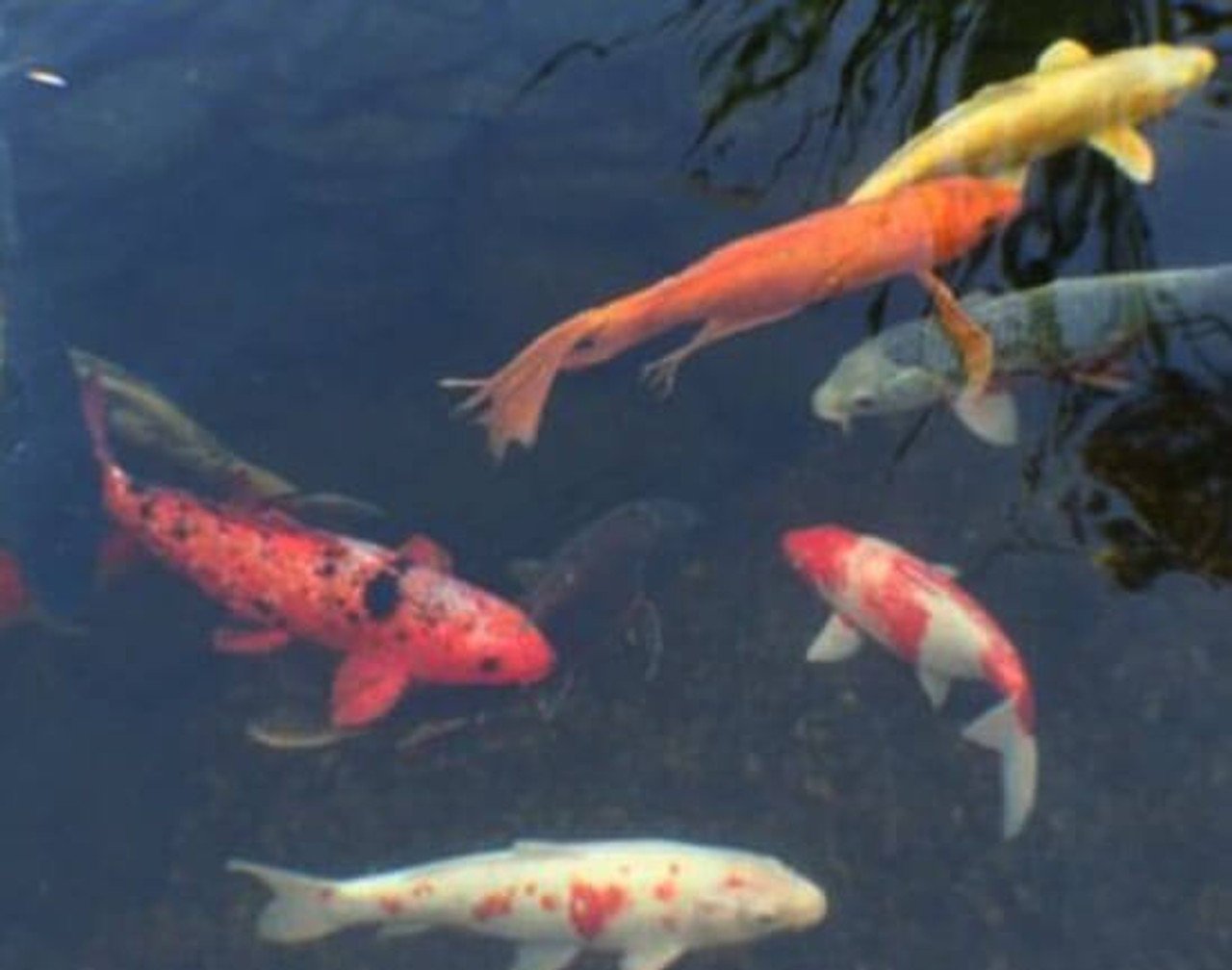 Top Fish Care Questions Asked By Pond Owners