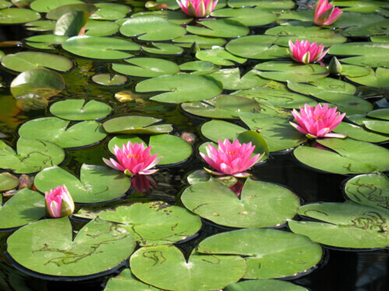 Get To Know The Most Popular Aquatic Plants For Ponds!