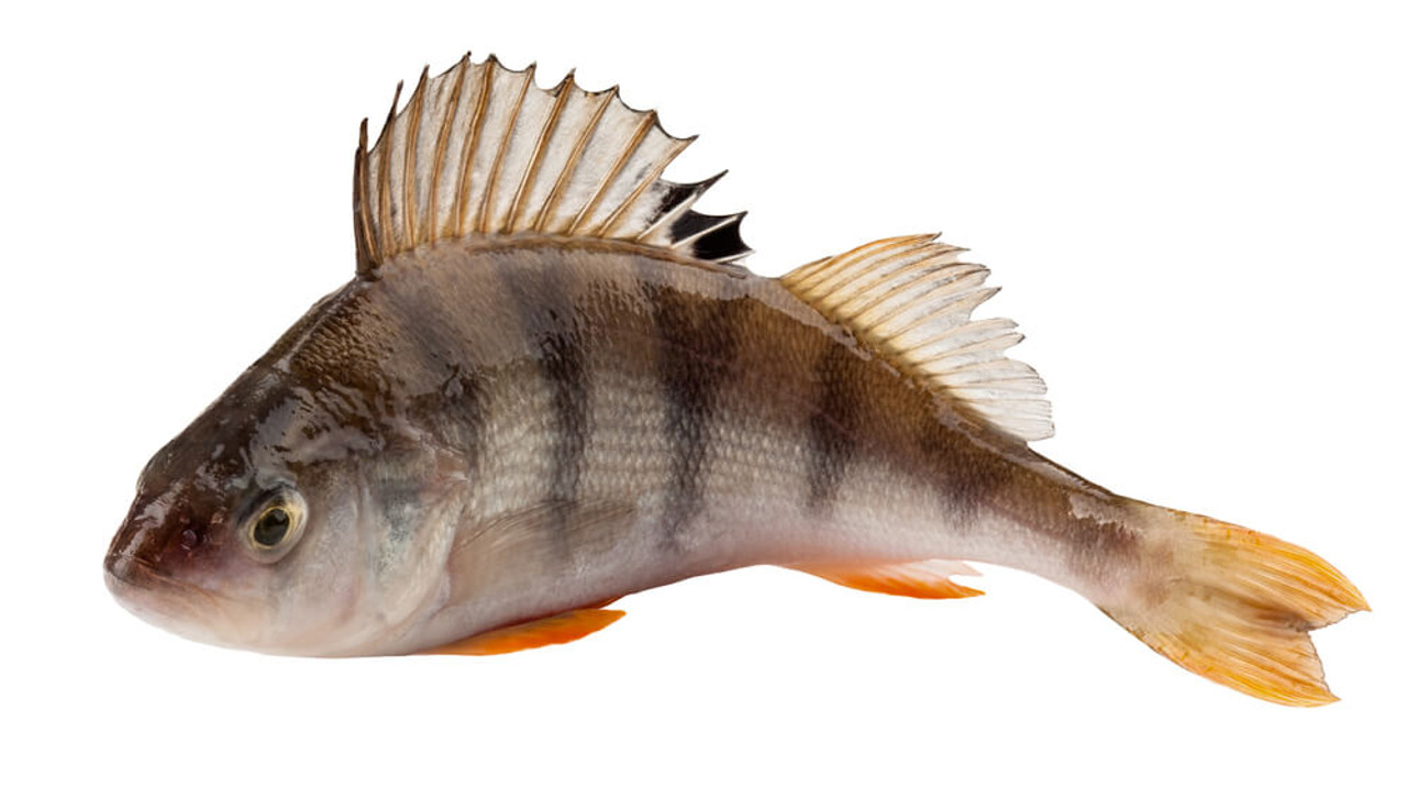 Pond Fish Spotlight: Perch