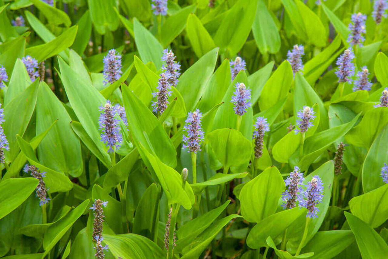 Pond Plant Spotlight: Pickerel