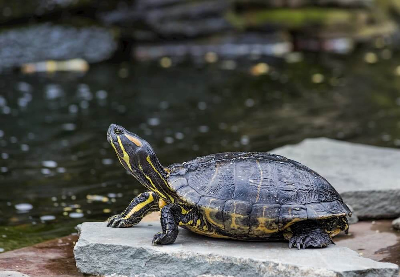 Placing Turtles in Your Backyard Pond