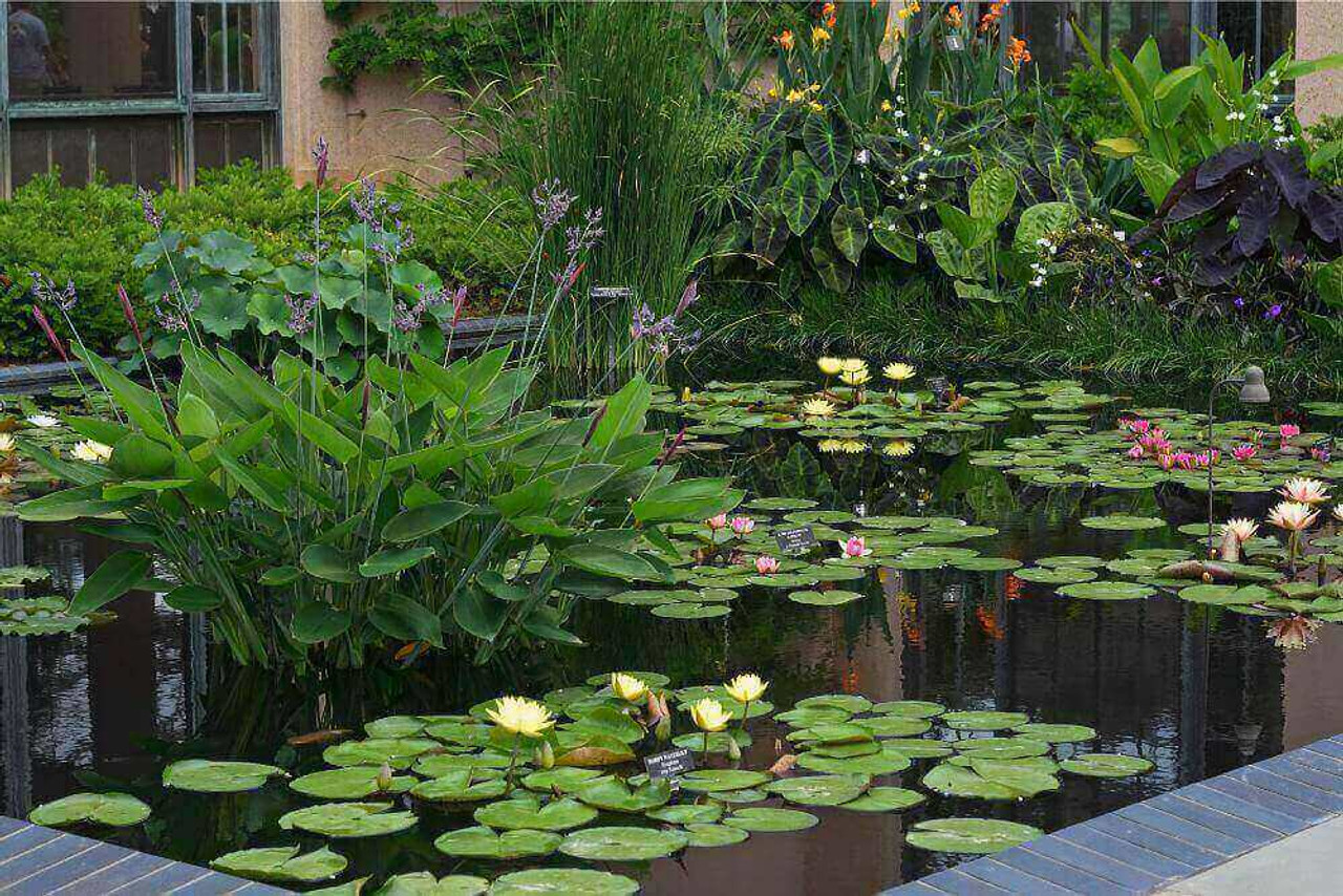 Plants That Will Naturally Clear Your Pond Water