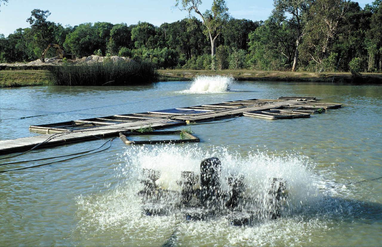 Should You Get An Aeration System For Your Pond?