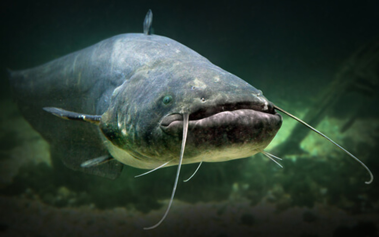 Pond Fish Spotlight: Catfish
