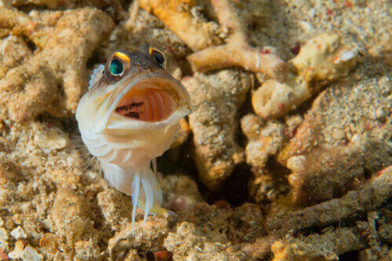 Pond Fish Spotlight: Goby