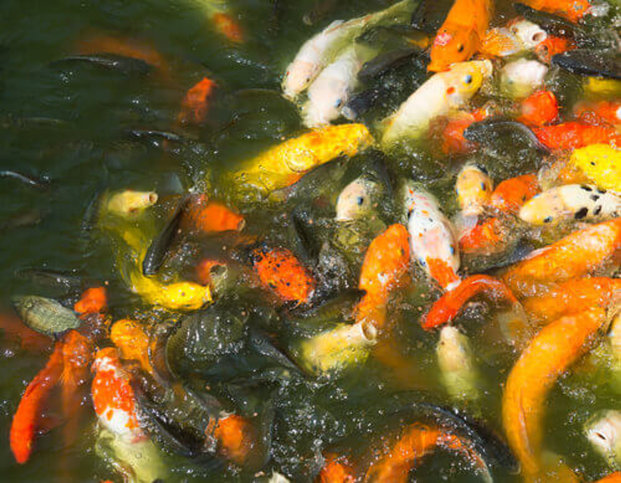 Is Sunlight Good For Your Pond Fish?