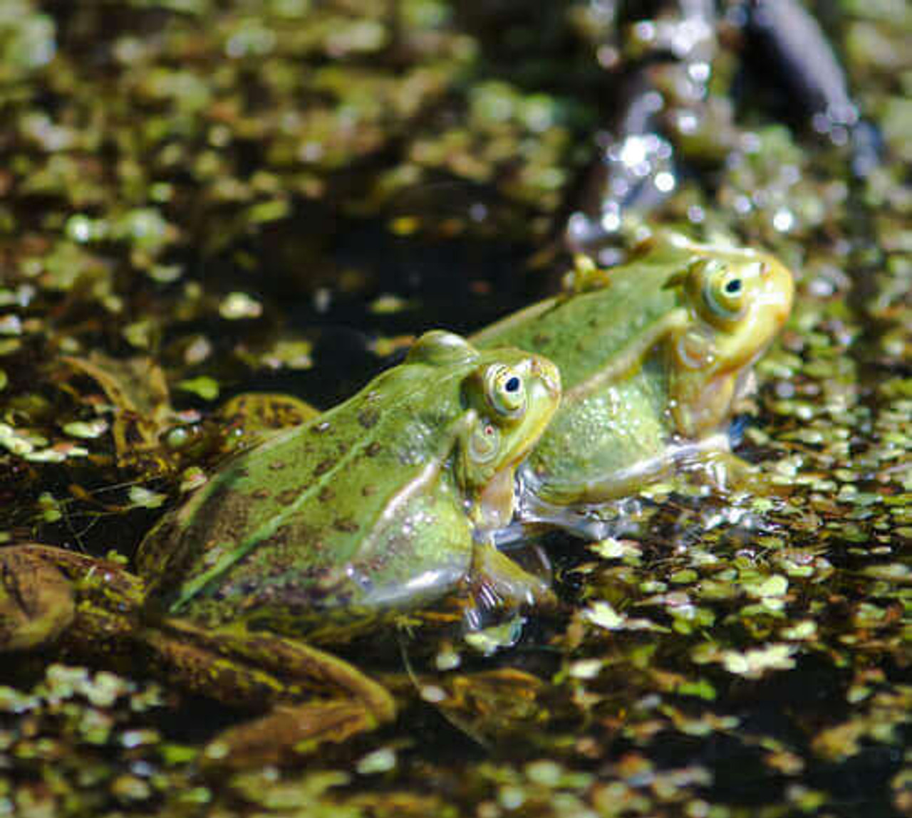 Attracting Frogs To Your Pond