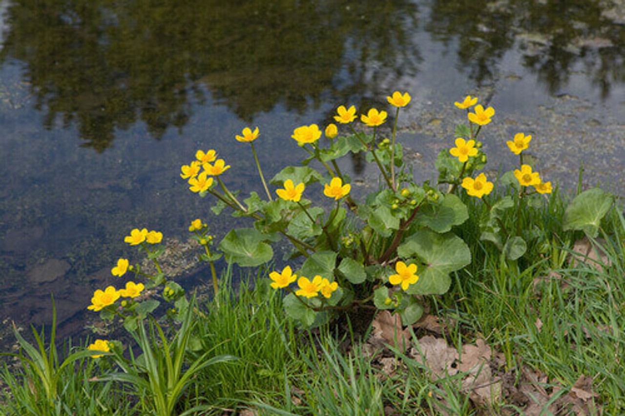 Pond Plant Spotlight: Marsh Marigold