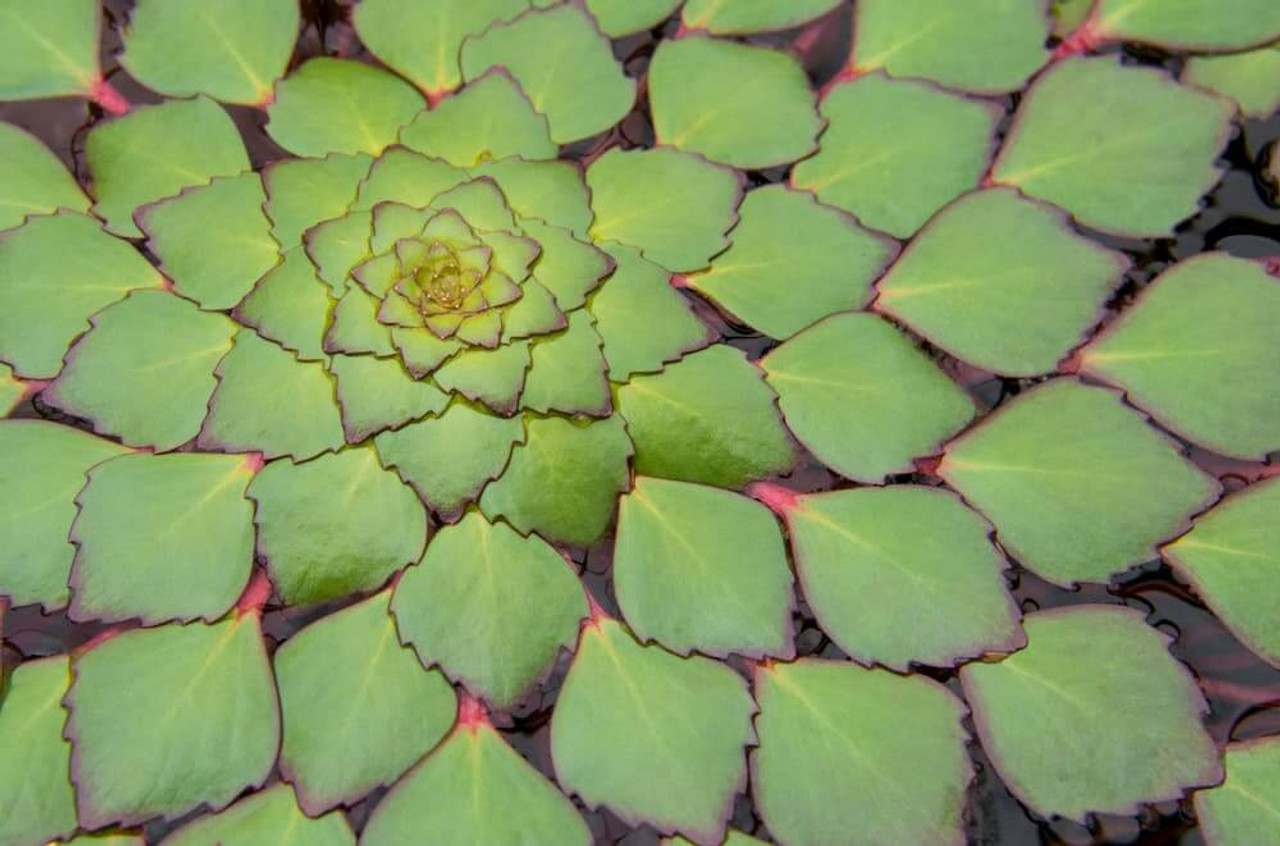 Pond Plant Spotlight: Mosaic Plant