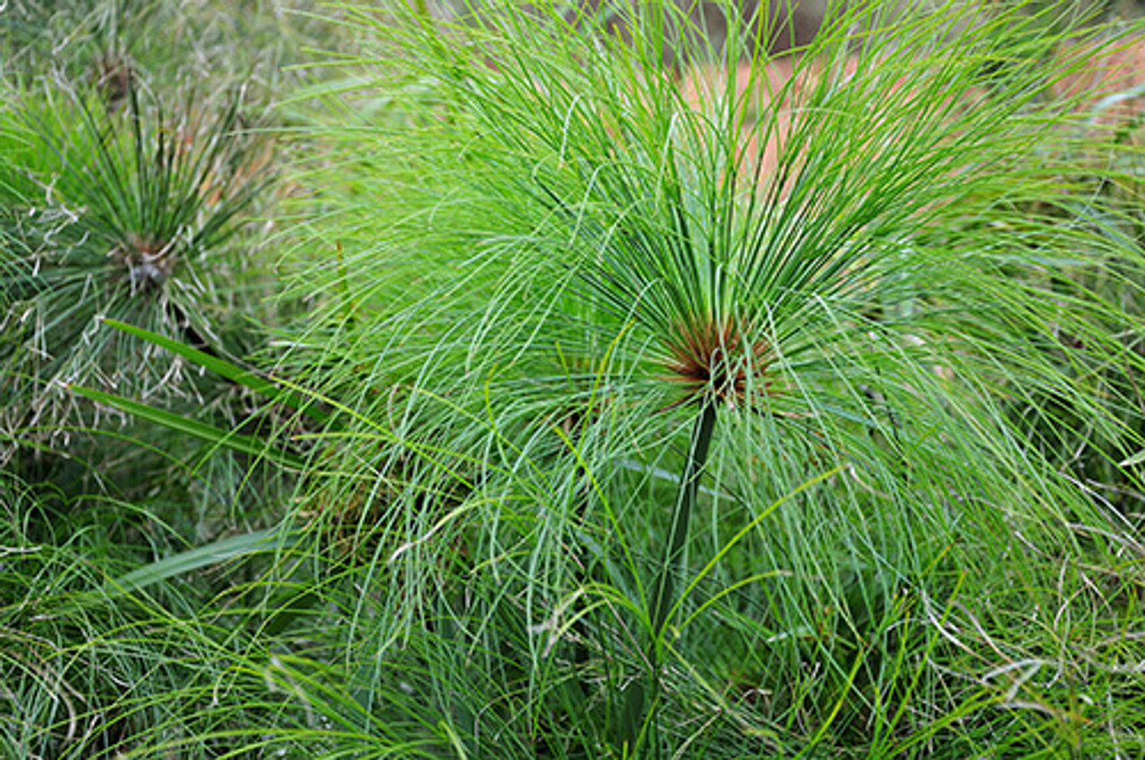 Pond Plant Spotlight: Papyrus