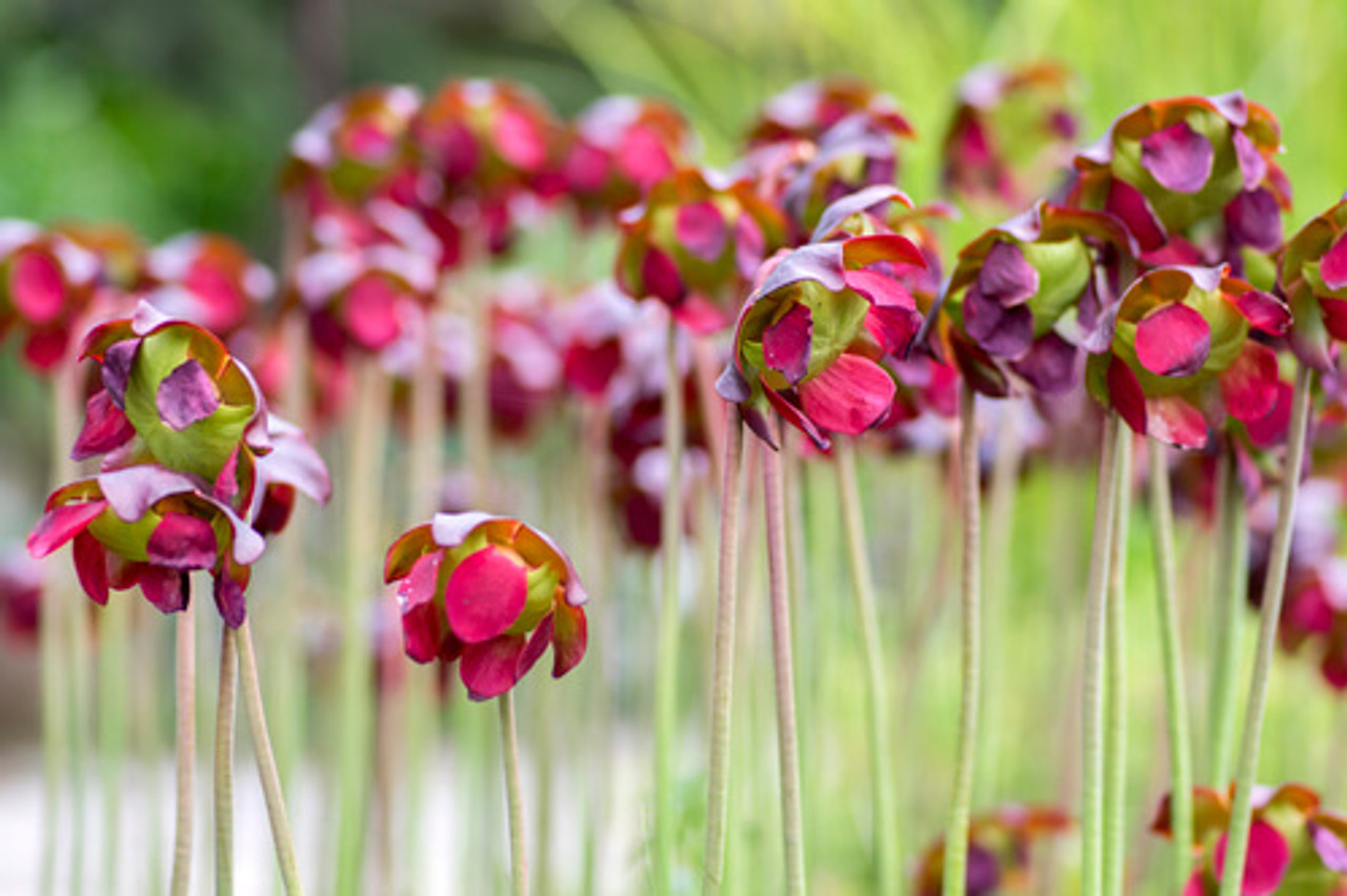 Pond Plant Spotlight: Purple Pitcher Plant