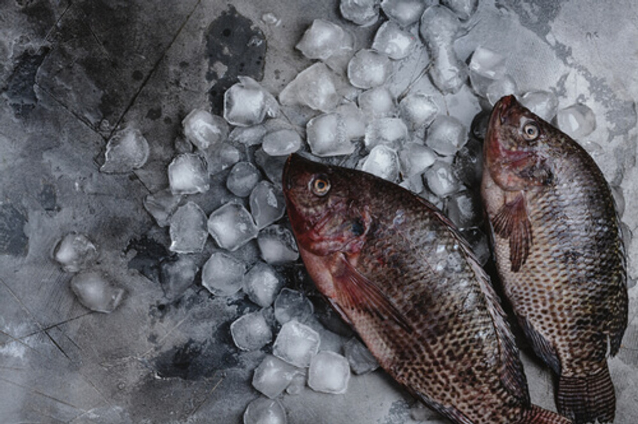 Preventing Fish Kills During The Winter