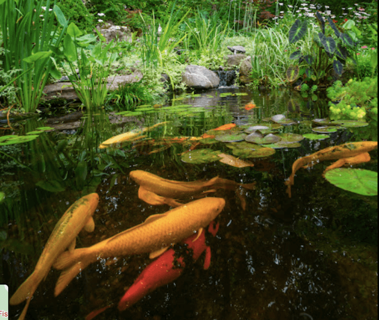 Maximizing Koi Health in Fall/Winter: A Guide to Wheat Germ Hikari Food and Microbe Lift Fall/Winter Bacteria