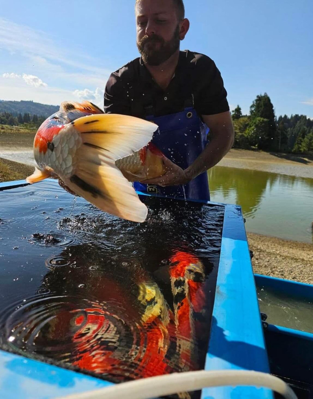 The Fitz’s Fish Ponds Team Returns to Japan's Koi Capital for the Fall Harvest