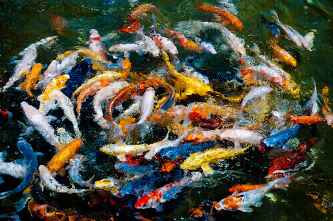 Warning Signs That Your Koi Are Ill