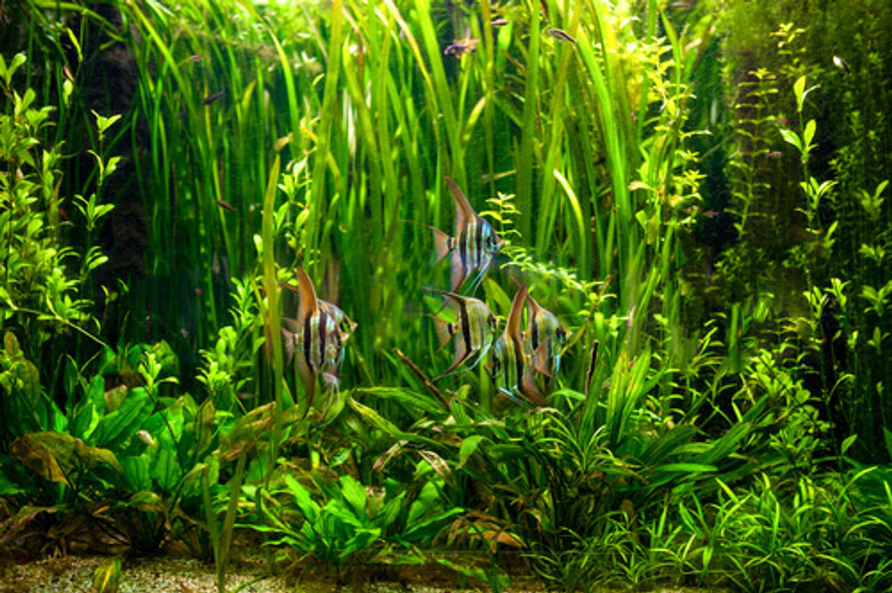 Are Submerged Plants A Good Idea For Your Water Garden?