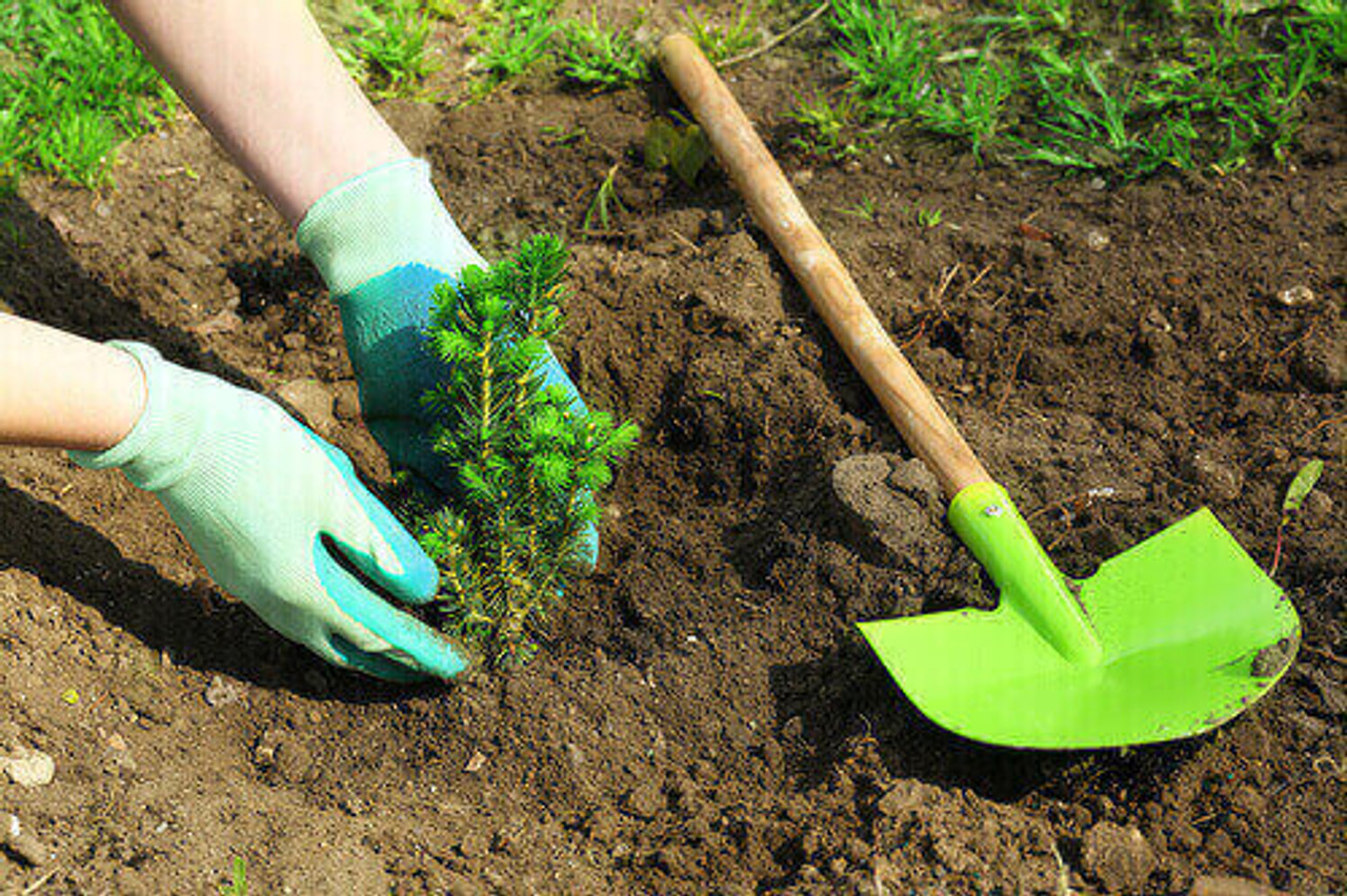 Smart Tree Planting: Choosing the Right Trees for a Sustainable Landscape