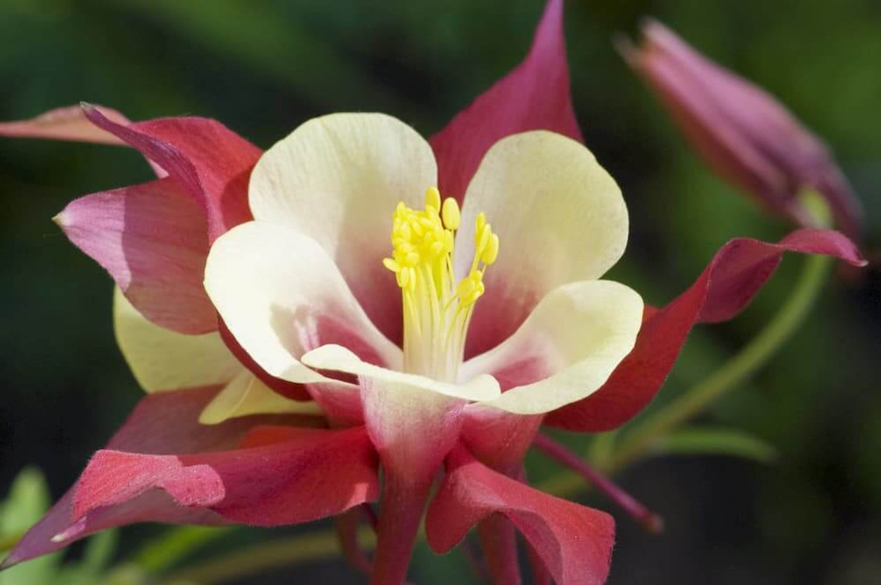 The Benefits of Adding Cardinal Flowers To Your Pond