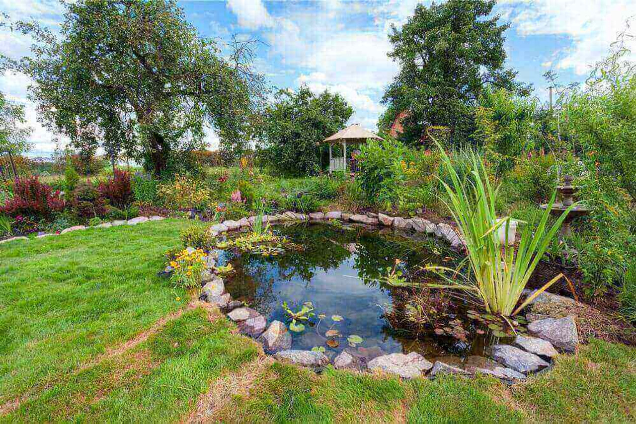 Top 10 Pond Plants To Enhance Your Landscape