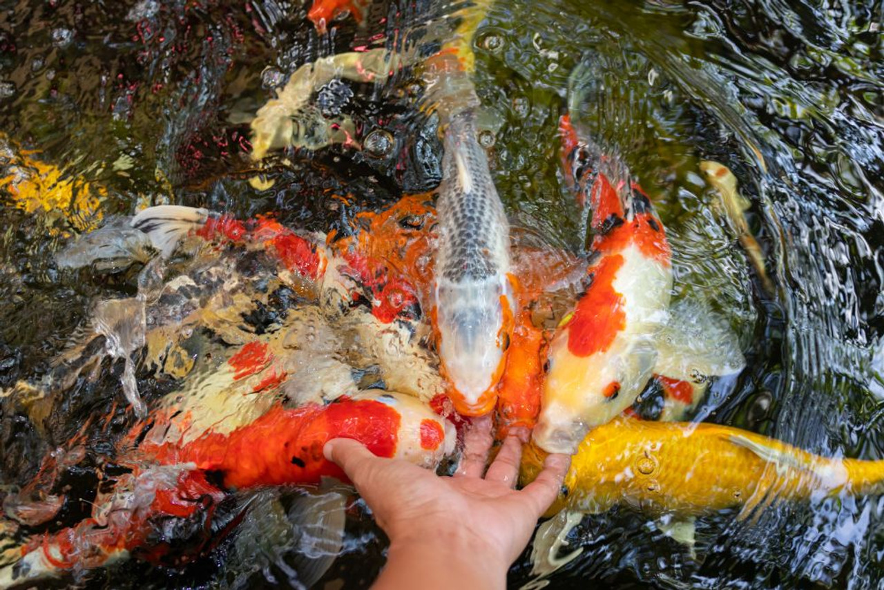 Top Koi Fish Breeds You Can Find At Fitz’s Fish Ponds