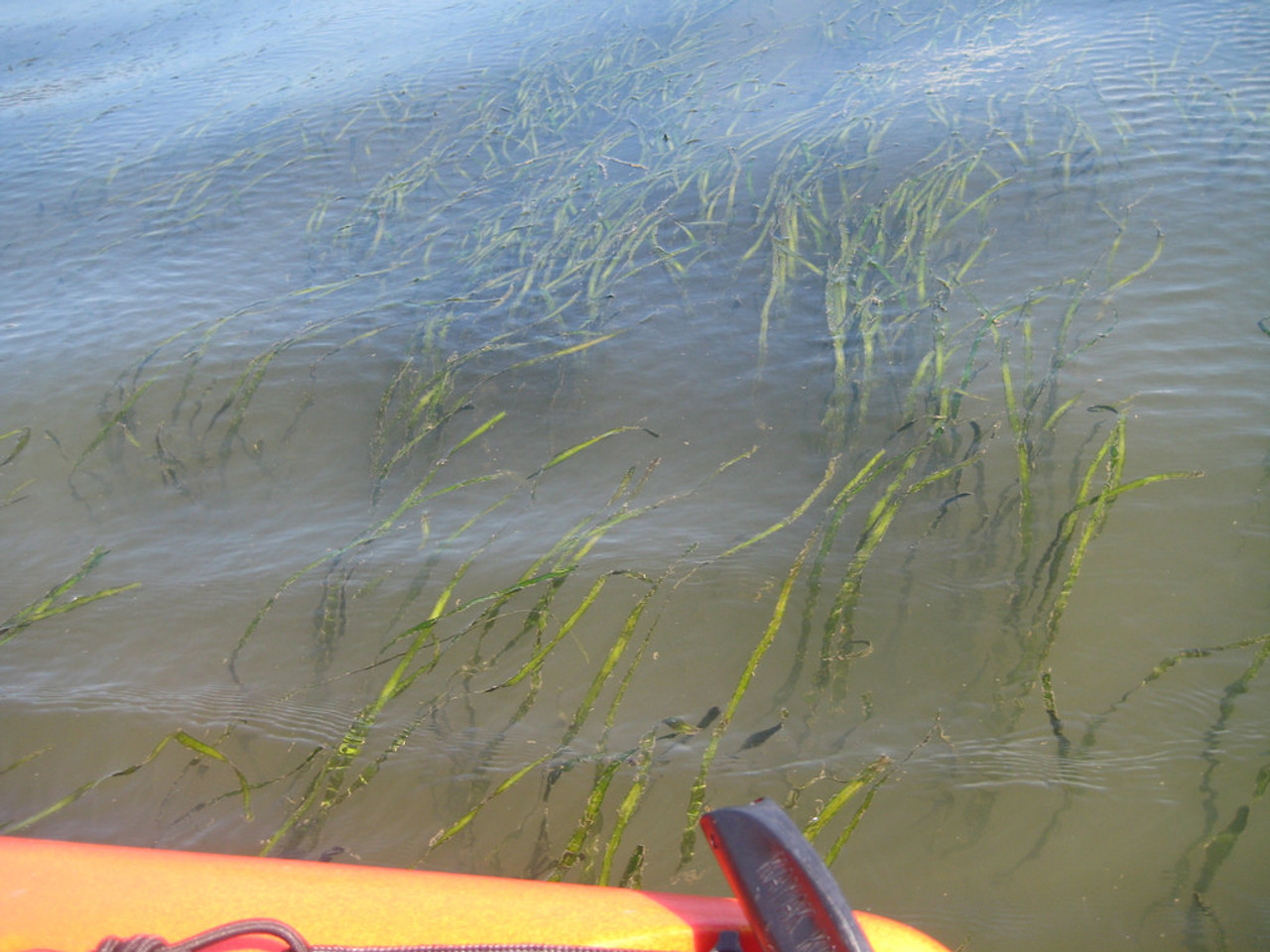 Pond Plant Spotlight: Variegated Water Celery