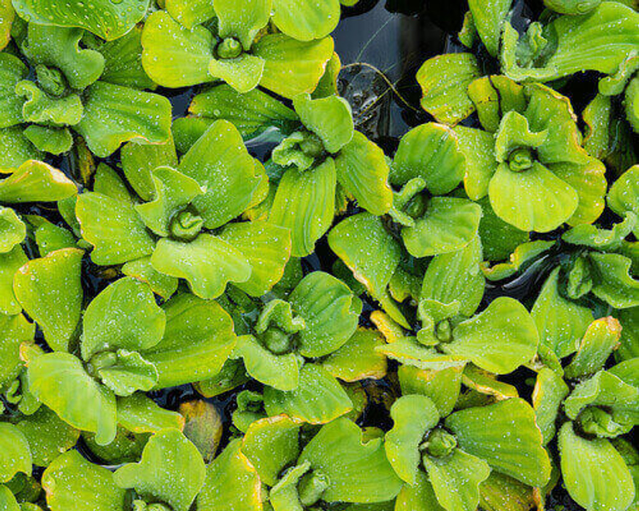 Can Water Lettuce Be Kept Indoors During Winter?