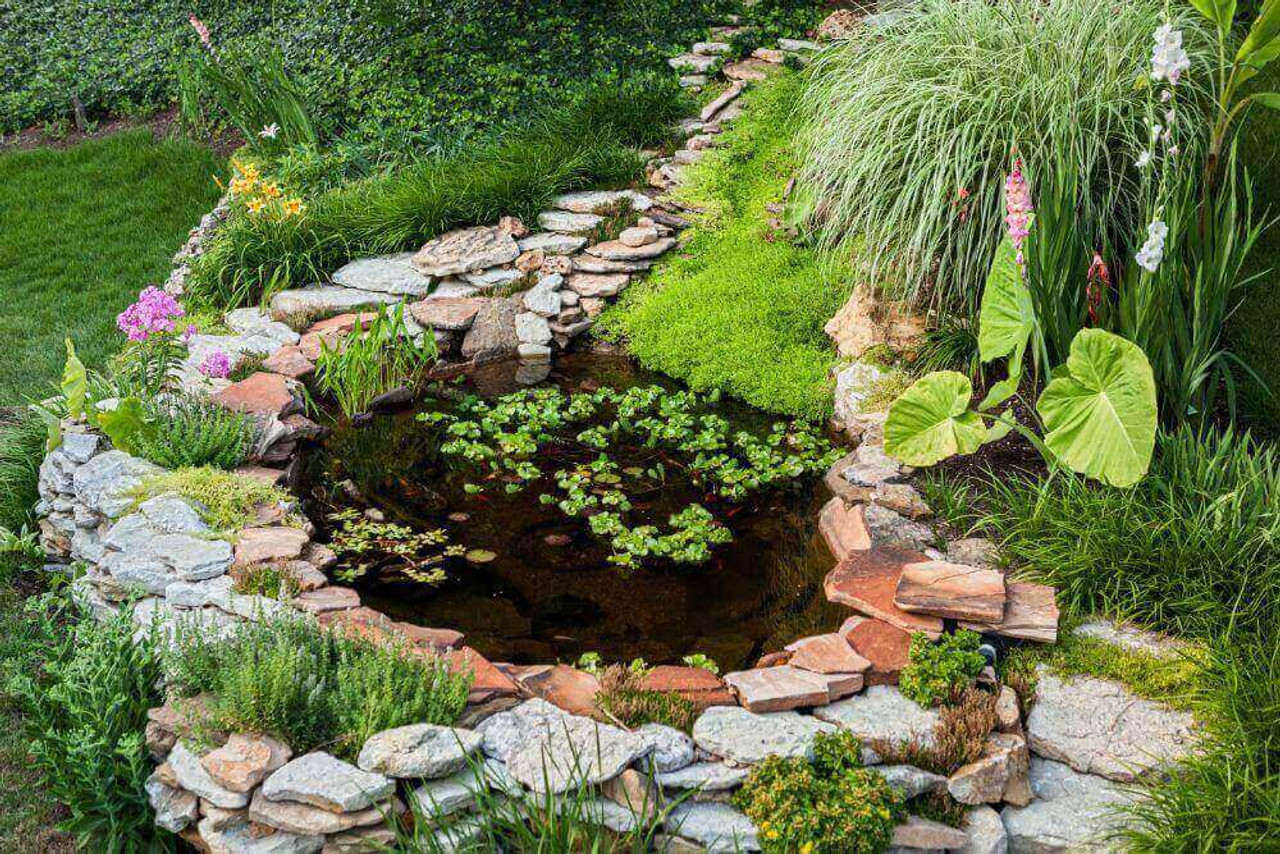 What Are The Different Type Of Ponds You Can Add To Your Backyard?