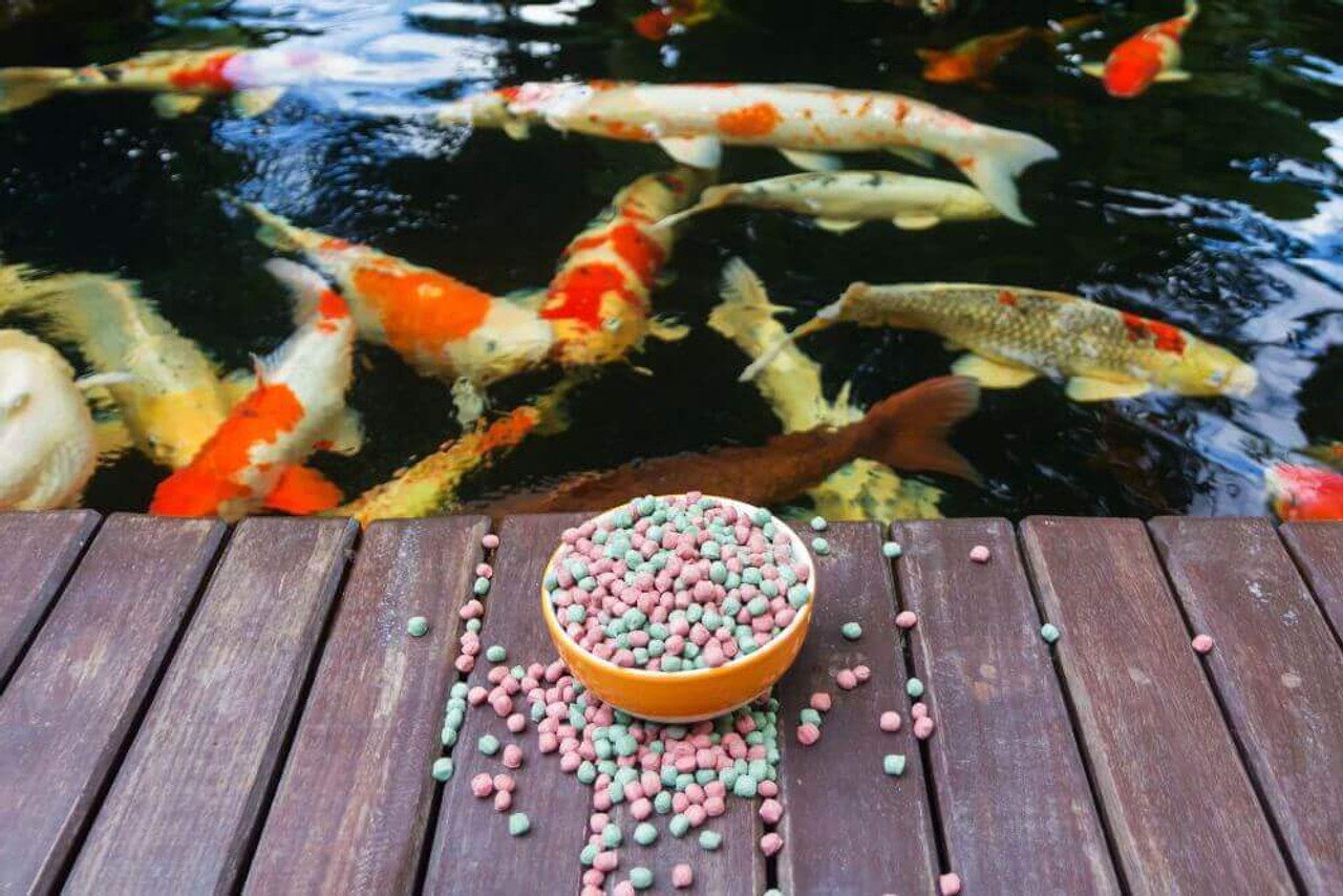 Preserving the Vital Balance: A Guide to Winter Feeding for Japanese Koi