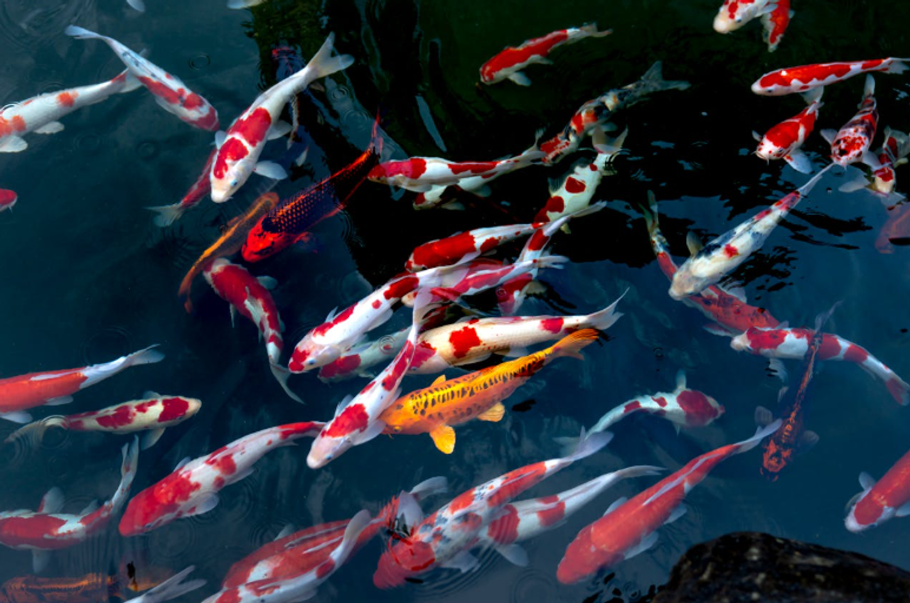 What to Look for in Young Koi Fish: Signs of Health, Quality, and Long-Term Value